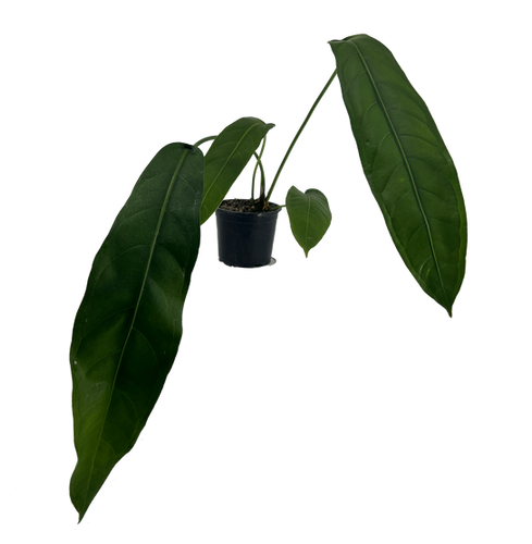 Anthurium Pendulifolium Live Indoor green House Plant | Leal Plants