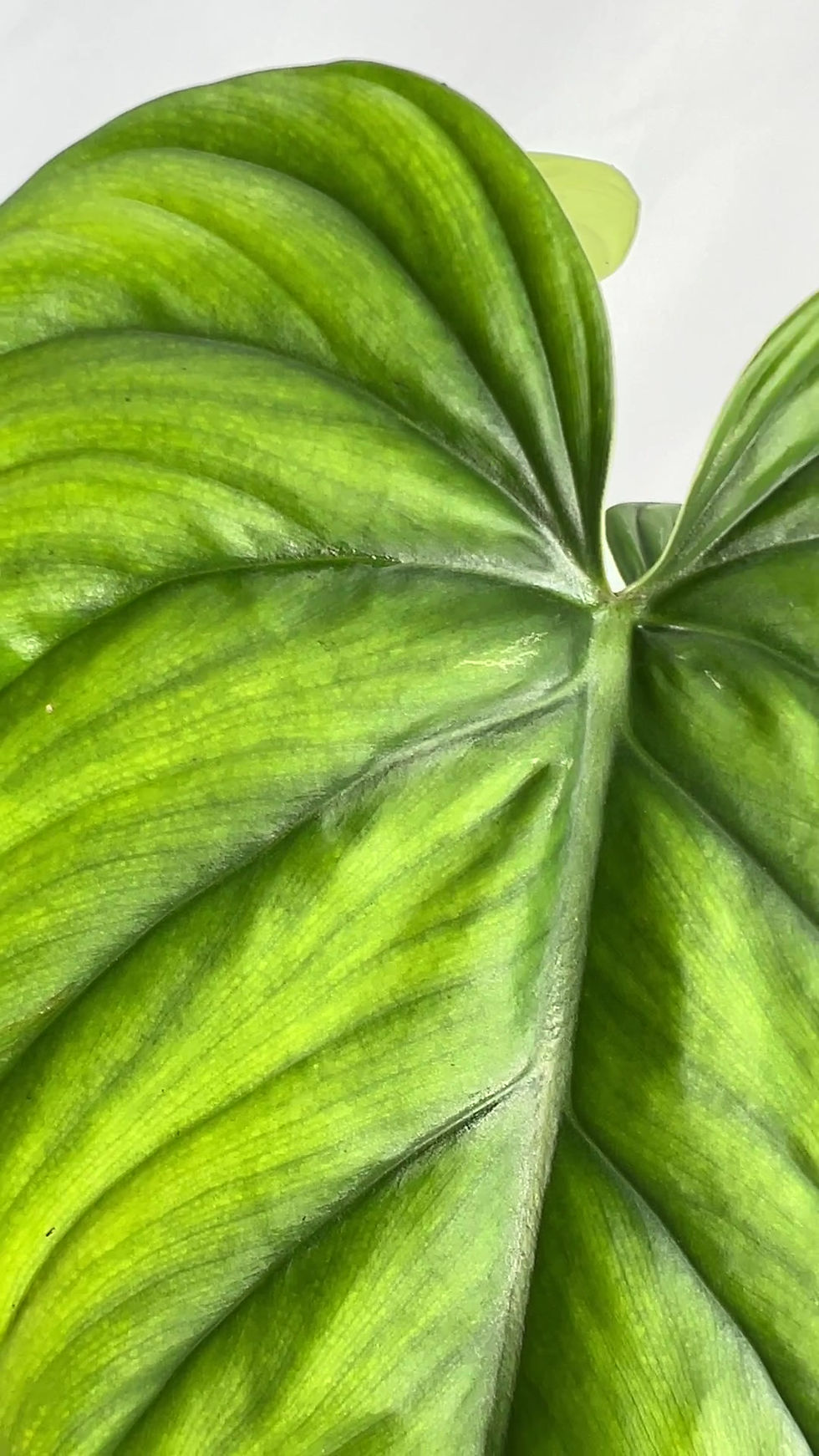 Thumbnail: Philodendron SP Colombia 2 Pack Live Green House Plant