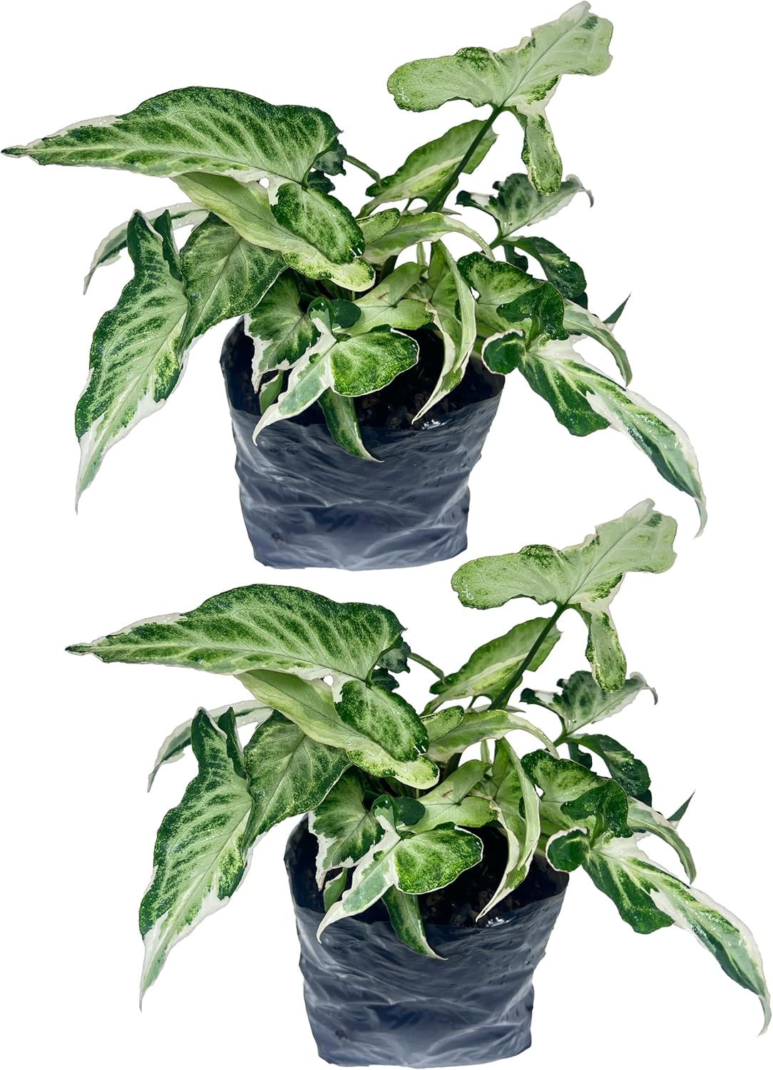Syngonium Starlite (Pack of 2), Luminous White Foliage Rare Tropical Plant