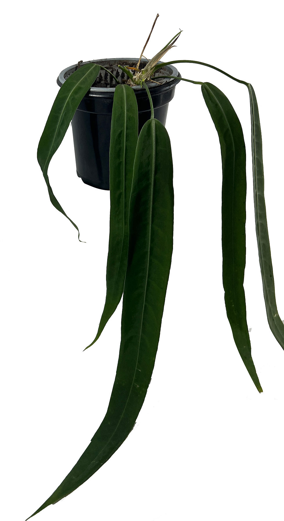 Thumbnail: Anthurium Pallidiflorum Live Indoor Green House Plant