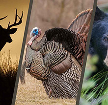 A wild turkey standing alert in a natural outdoor setting, commonly hunted in the U.S.