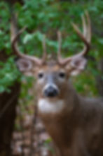 Whitetail buck staring directly into the camera, showcasing its alertness and keen vision. Deer rely on movement detection and low-light eyesight to spot hunters.