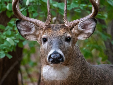 How Deer See Hunters: A Hunter’s Guide to Wildlife Vision and Camouflage