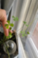 Thumbnail: 3D Puzzle-Real 4-Leaf Clovers & 1968 Irish Penny - Rose Gold Teardrop