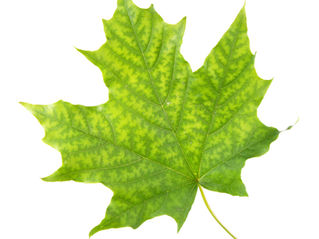 Why Are My Tree's Leaves Turning Yellow? A Northern Illinois Homeowner's Guide to Understanding Tree Health
