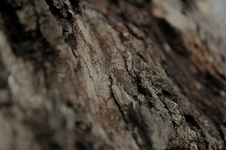 Tree Texture_edited_edited.jpg