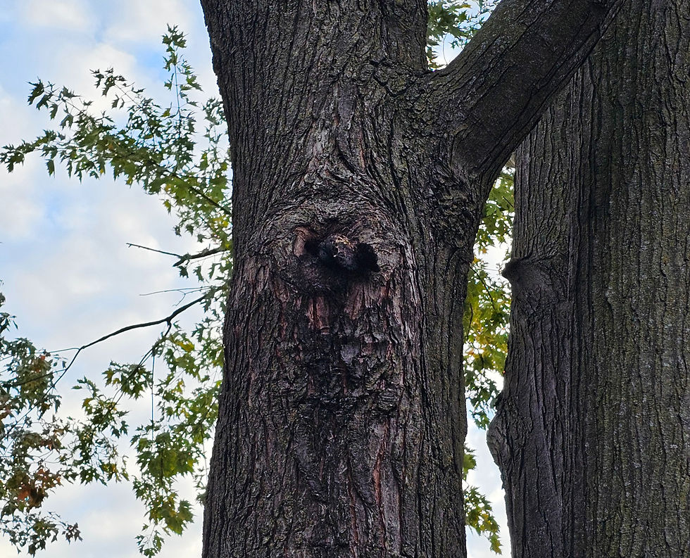 silver maple with cavity and dried fruiting bodies