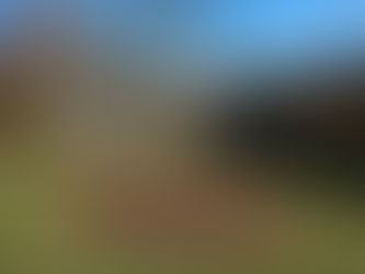 Why Is My Tree Dying? Common Tree Health Problems Start Below Ground