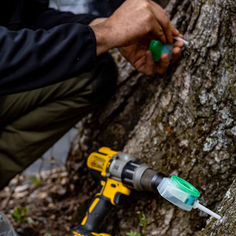trunk injections for trees