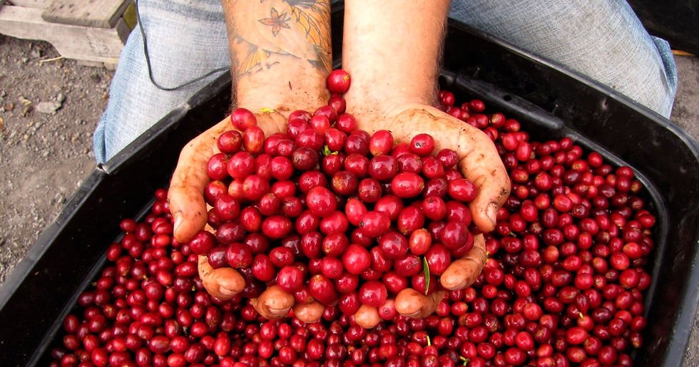 coffee-berries-main-16_9