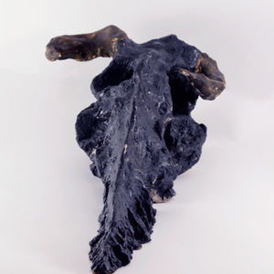 " Cow Skull " ( 03 )