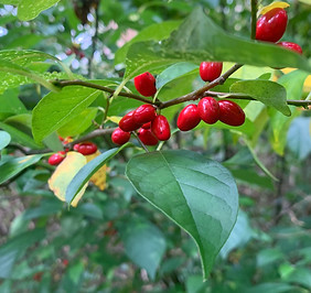 Spicebush.JPG