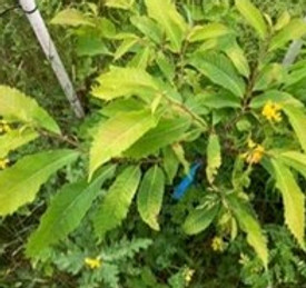 American Chestnut.jpg