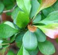 Barberry FWW_Newsletter_January_2021.jpg