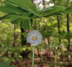 The Mighty Mayapple.jpg