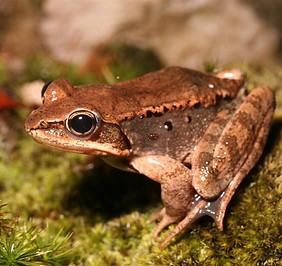 frog.jpg