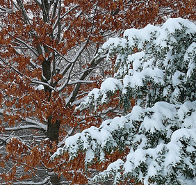 w6 oak & spruce with snow.jpg