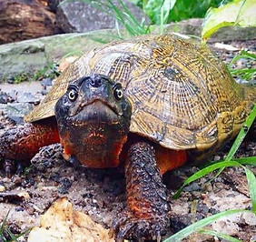 wood turtles.jpg