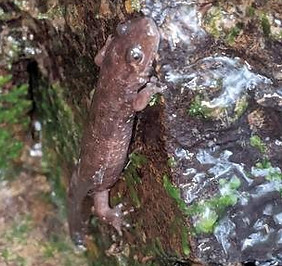 salamander.jpg