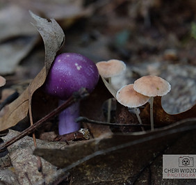 lmushrooms_71.jpg