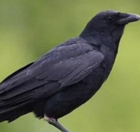 Fish Crow_edited_edited.jpg