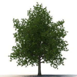Tree_Maple_VPFJN4P.width-500_65o0VqD.jpg