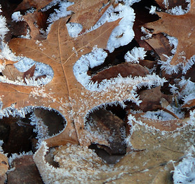 frosty oak leaf.jpg