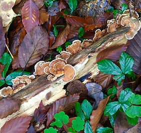 Naturally Thanksgiving Picture2.jpg