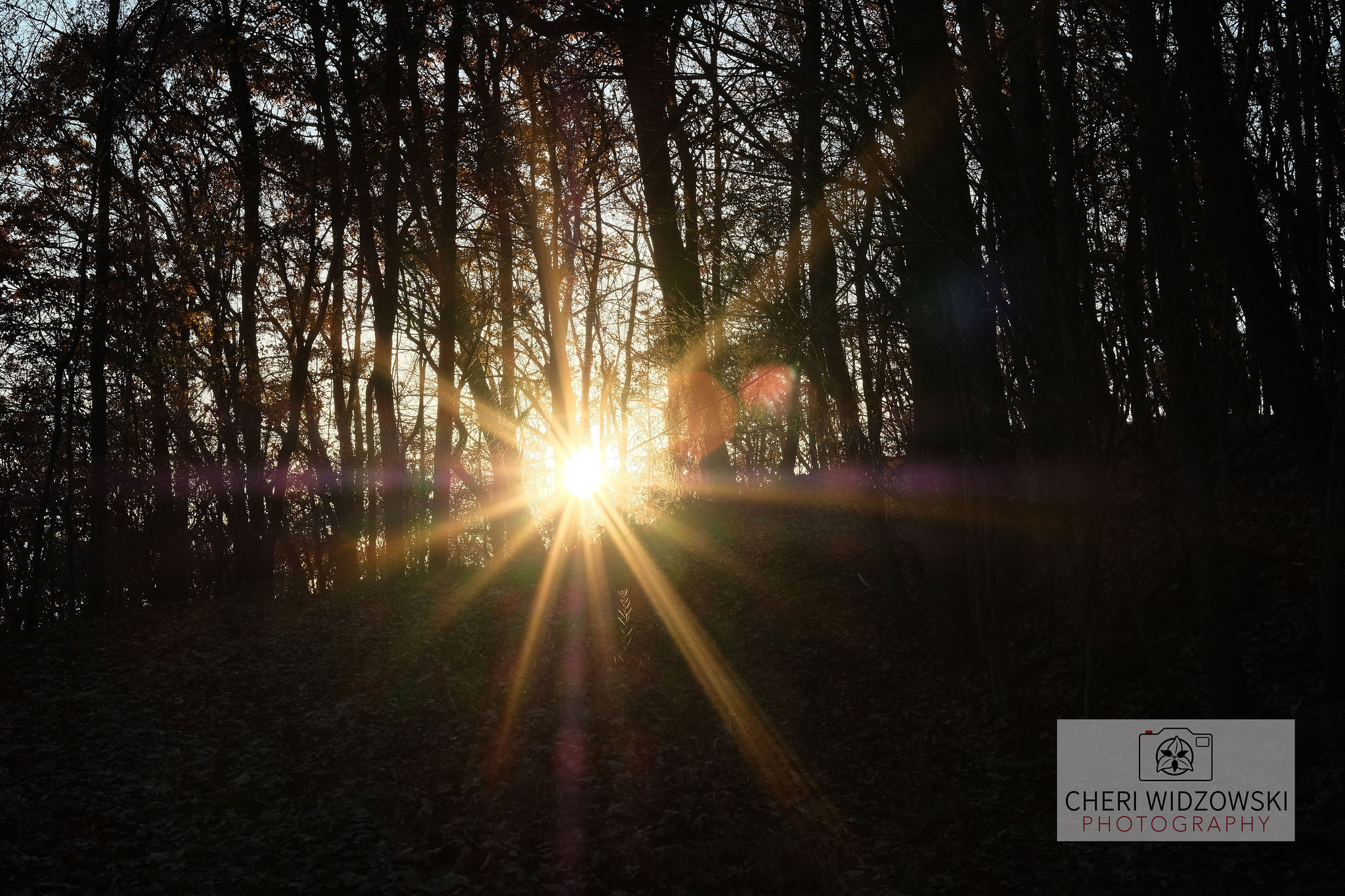 2017_11_24_WhitesWoodsatsunset_sunbursts