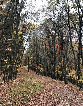 Whites Woods_Trail_fall foliage_07_edited.jpg
