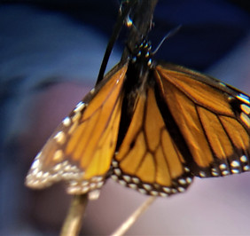 monarch pic.jpg