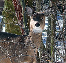 deerclose.jpg