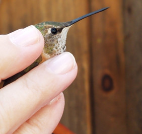 Guba hummingbird.jpg
