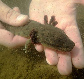 Mudpuppies.jpg