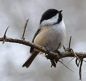 chickadee.png