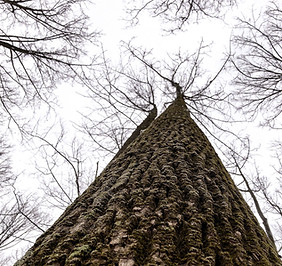 2019_01_19_WhitesWoods_talltrees_winter.jpg
