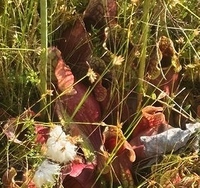 Purple pitcher plantc.jpg