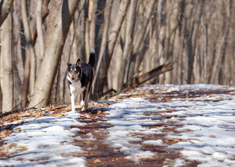 snow, trees, dog Fleming.jpeg