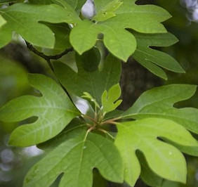 Sassafras.jpg