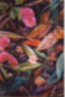 Quilt of leaves