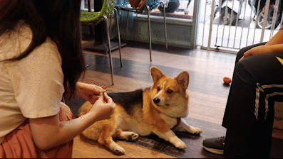 裝死.gif