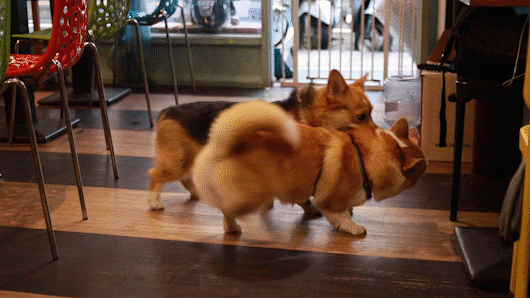 打架2.gif