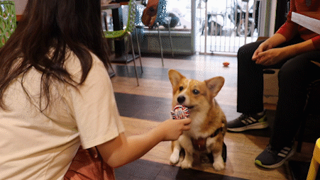羅賓玩具.gif