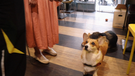 新玩具.gif