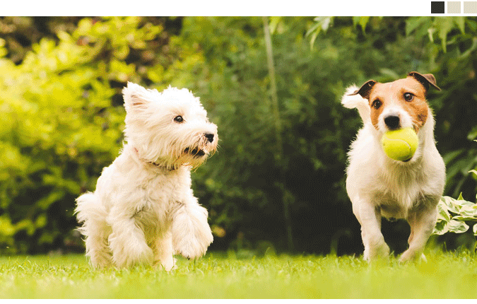 pet_images.gif