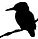 kingfisher edited.jpg