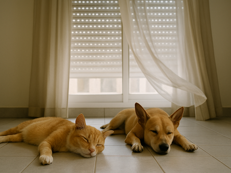 chat et chien au frais