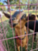PETTING ZOO