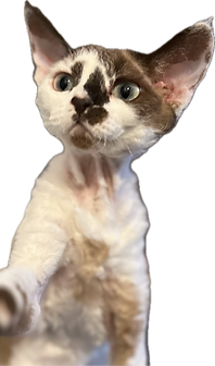 image (2) - copie.png