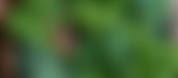 31日は菜の日